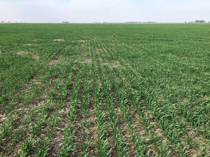 Un lote con trigo en la zona de Carlos Tejedor. Foto: Dante Garciandía