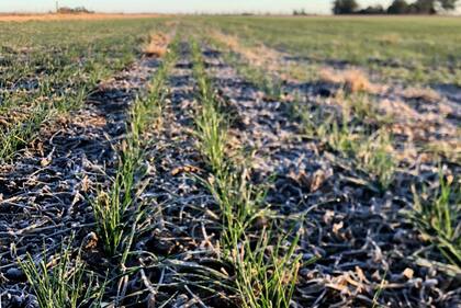 Un lote con trigo en la zona de Monte Buey, Córdoba. Los cultivos están afectados por la falta de lluvias