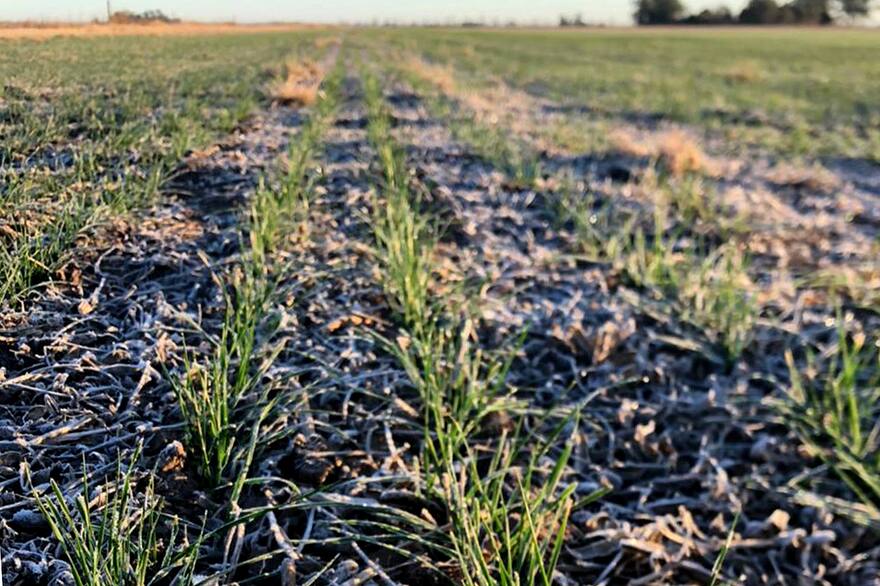 La falta de lluvias complica la siembra final del trigo en Argentina