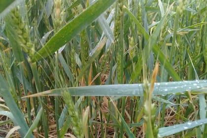 Un lote con trigo hoy tras la lluvia en Monte Buey, Córdoba