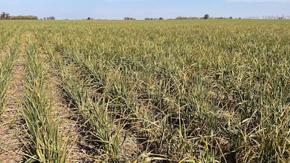 Un lote con trigo que sufre la falta de agua entre Marcos Juárez y Monte Buey. Foto de Juan P. Ioele
