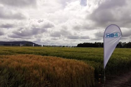 Un lote con trigo tolerante a sequía
