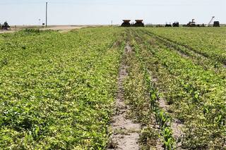 De la guerra comercial a las malezas: las batallas de los farmers en EE.UU.