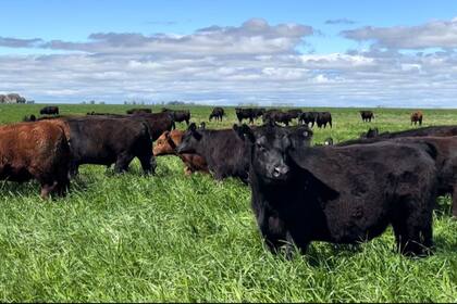 Un lote de ganado de la empresa