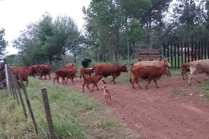 Un lote de hacienda de Carrizo, que ya sufrió otro hecho de inseguridad en 2019