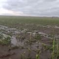 En minutos, un violento fenómeno barrió campos enteros de Santa Fe y Córdoba