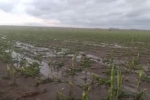 En minutos el granizo barrió campos enteros de Santa Fe y Córdoba