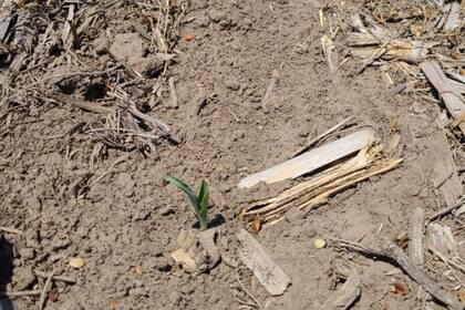 Un lote de maíz que fue sembrado con la lluvia de año nuevo