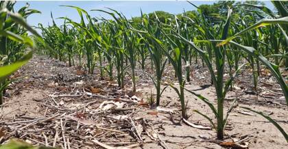Un lote de maíz temprano con impacto de la helada y déficit hídrico en el centro del departamento Castellanos