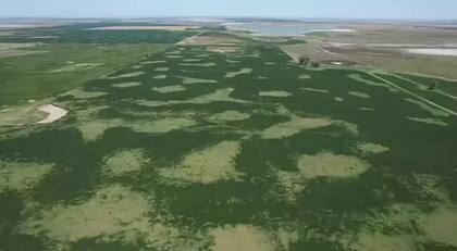 Un lote de soja afectado por las altas temperaturas en el oeste bonaerense