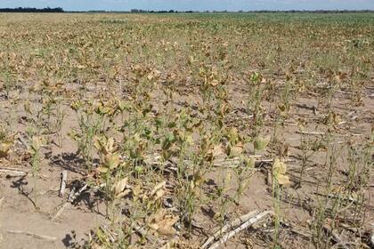 Un lote de soja en Chaco arrasado por la sequía