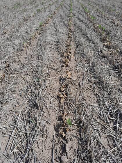 Un lote de soja en el campo de Fernando Parodi, en San Nicolás. Allí la sequía también causó una gran pérdida