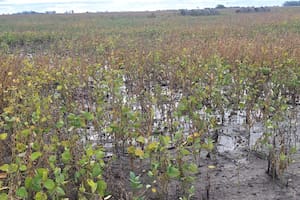Asediada por las lluvias, la cosecha de soja ya acumula un atraso de 30 puntos y preocupa el impacto sobre la calidad