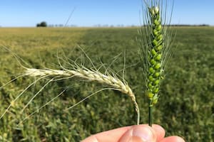 Un lote de trigo con daño severo de heladas en Carlos Tejedor, Buenos Aires. Gentileza: Dante A. Garciandia