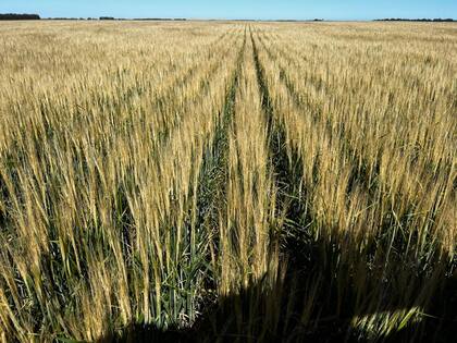 Un lote de trigo de Agro Grupo Faro Verde afectado por la helada en la zona de Necochea