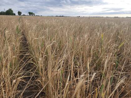 Un lote de trigo en Monte Buey, Córdoba