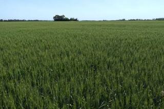 Manejo de trigo y cebada con lluvias escasas