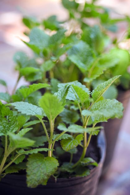 Un lugar reparado, en semisombra, y con suficiente húmedad es ideal para cultivar tu propia producción de melisa 