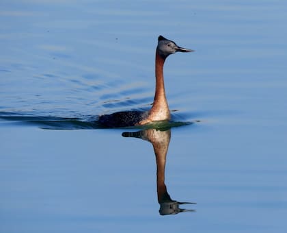 Un Macá Grande en el Lago Lugano.