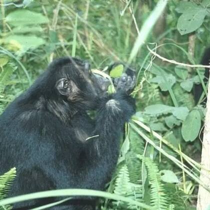 Un macho adulto, Jiluba, masticando la parte central amarga de la planta Vernonia amygdalina mientras estaba infectado con parásitos.