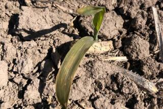 Maíz: avanza octubre y hay preocupación en el sudeste cordobés