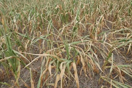 El maíz de la campaña pasada sufrió fuertes pérdidas a causa de la sequía