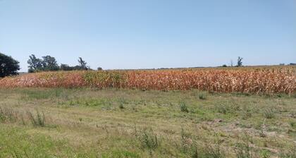 Un maíz con sequía