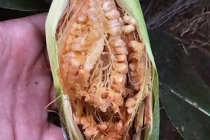 Un maíz con daños por la enfermedad