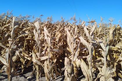 Un maíz de siembra de septiembre pasado