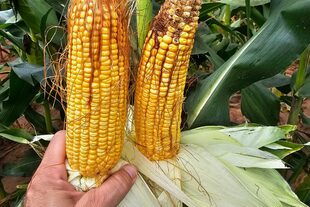 Un maiz en Venezuela