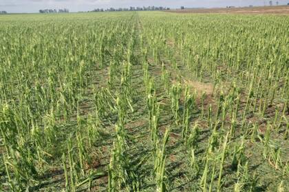 Un maíz en la zona de Elordi (General Villegas)