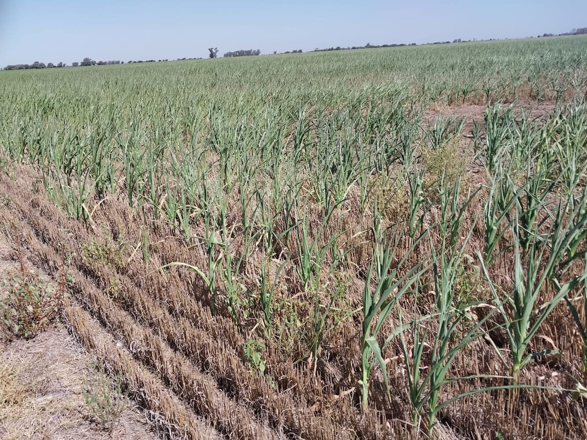 Forte influência. o relatório alerta que quase 3,5 mil milhões de dólares serão perdidos devido à seca Forte influência. o relatório alerta que quase 3,5 mil milhões de dólares serão perdidos devido à seca