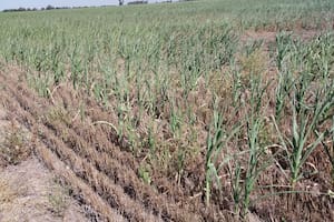 Un informe advierte que por la sequía se perderán casi US$3500 millones