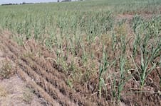 Golpe: por la sequía habrá un millón de toneladas menos de maíz y empeoró un indicador de la soja