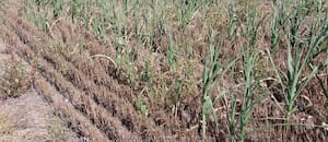 En enero creció un 40% el área con sequía leve en la región central, pero tras las lluvias una entidad sorprendió con una estimación