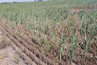 En enero creció un 40% el área con sequía leve en la región central, pero tras las lluvias una entidad sorprendió con una estimación