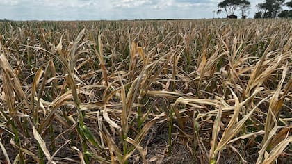 Un maíz tardío "quemado" en la zona de Monte Buey, Córdoba