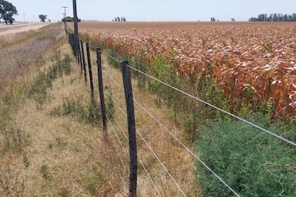 Un maíz temprano en La Carlota, Córdoba, afectado por la lluvia