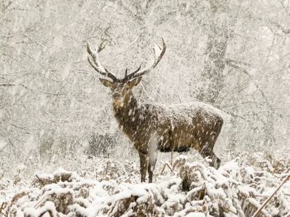 Un majestuoso ciervo durante una intensa nevada en el parque de Richmond, en Londres.
Foto: Joshua Cox