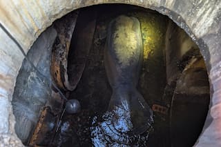 Un manatí de 186 kilos rescatado del drenaje pluvial en Florida se recupera en SeaWorld Orlando