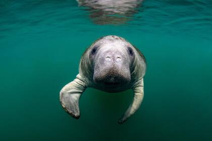 Un manatí quedó atrapado al intentar escapar del frío