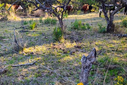 Un manejo diferencial del pasto, y que caracteriza a esta empresa ganadera, es el empleo del “boyero” (alambre eléctrico) en plena sierra, haciendo parcelas de 10 a 12 hectáreas, entre las piedras y árboles