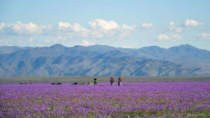 Un manto de flores multicolores tapiza el desierto de Atacama, en Chile