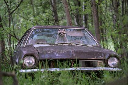 Un mapache en un Ford Pinto de los ´70, en Canadá