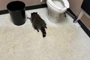 Insólito: un mapache entró a una licorería cerrada en EE.UU. y terminó borracho desmayado en el baño