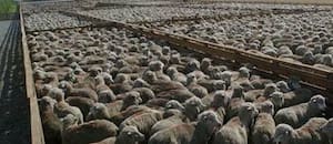 Siguen frenadas las exportaciones de carne ovina a Brasil