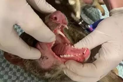 Un marsupial quol cola manchada (Foto Australian National Parks and Wildlife Service)