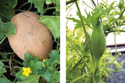 Un melón (foto izquierda). Achojcha o caigua (Cyclanthera pedata).
Cruda tiene sabor a arvejas recién cosechadas y cocida es perfecta para rellenar (foto derecha).