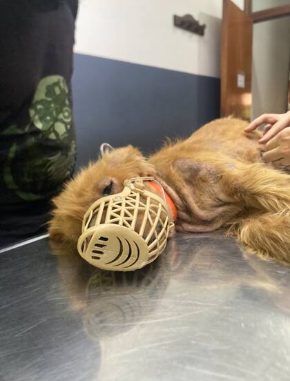 Un mensaje alertó sobre la situación de Pelusa.