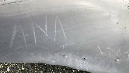 Un mensaje de amor en el cuerpo de la ballena